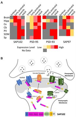 Synapse-associated protein 102 – a highly mobile MAGUK predominate in early synaptogenesis